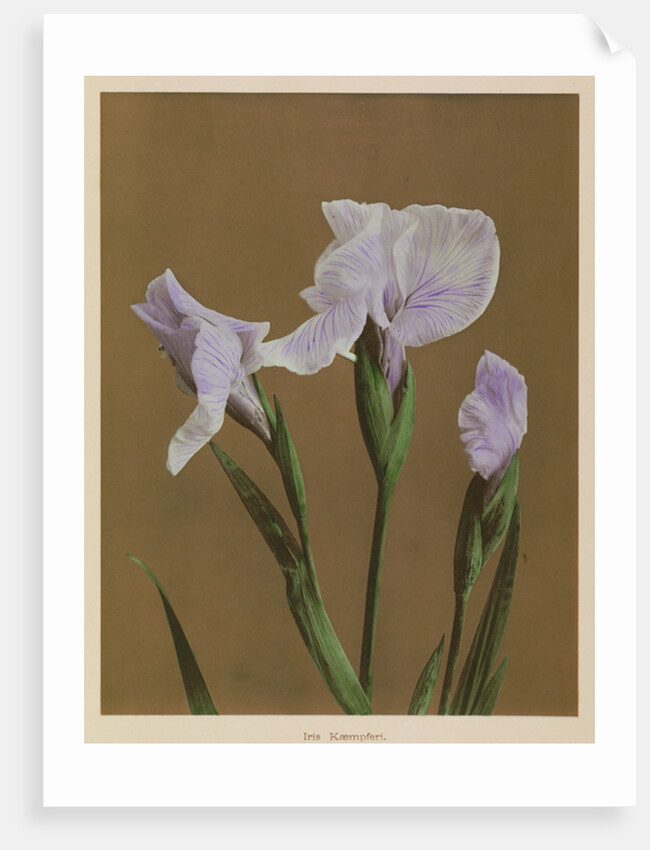 Iris Kaempfer, 1896 by Kazumasa Ogawa