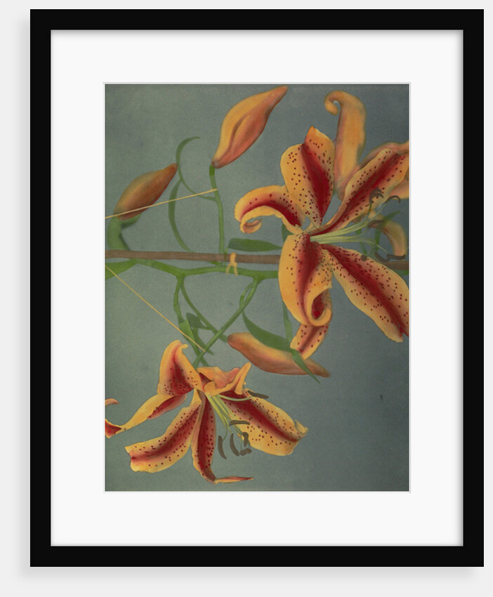 Lily, 1896 by Kazumasa Ogawa