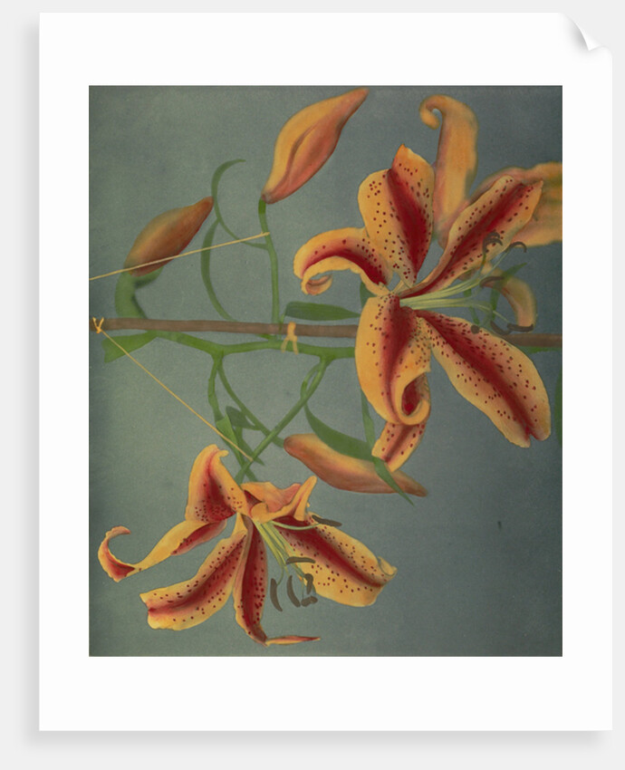 Lily, 1896 by Kazumasa Ogawa