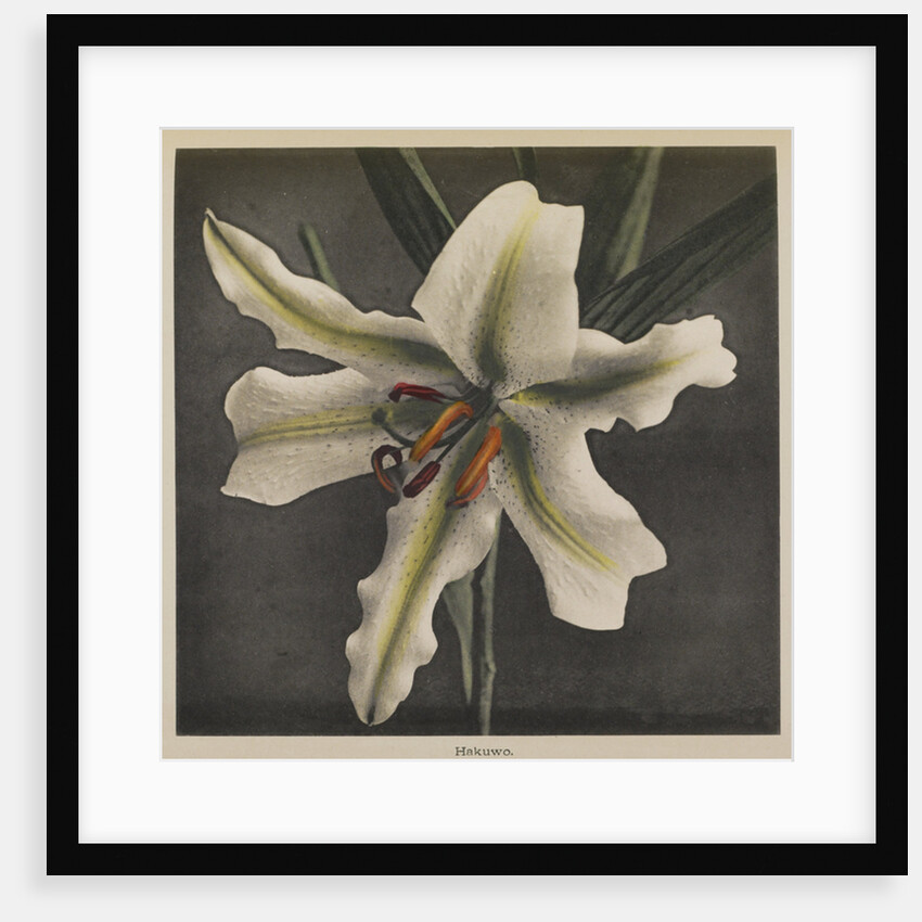 Lily, 1896 by Kazumasa (1860-1930) Ogawa