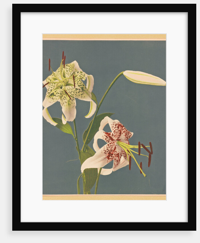 Lilies, 1897 by Kazumasa Ogawa