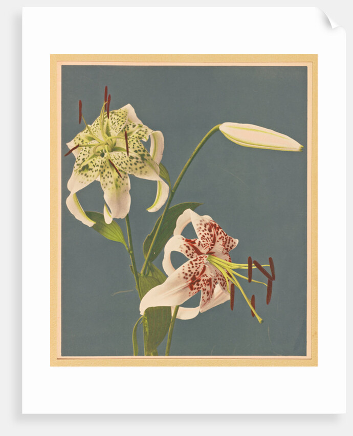 Lilies, 1897 by Kazumasa Ogawa