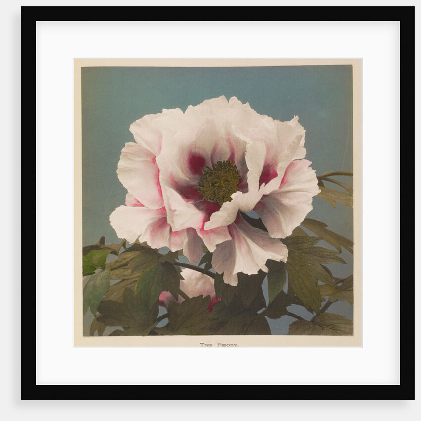 Tree Paeony, 1896 by Kazumasa Ogawa