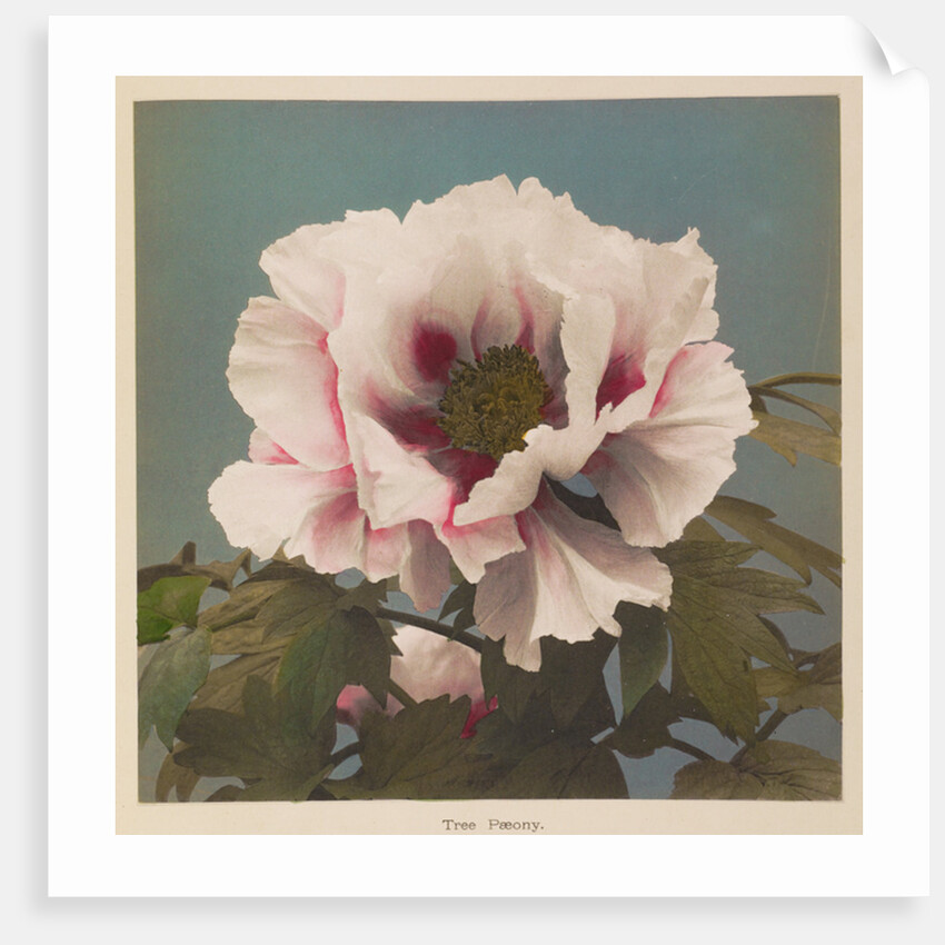 Tree Paeony, 1896 by Kazumasa Ogawa