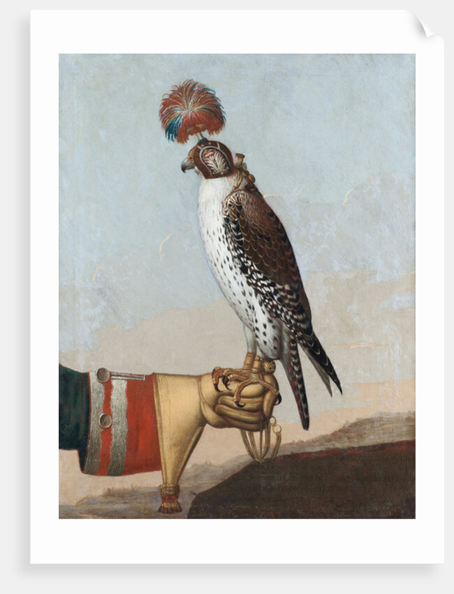 Icelandic gerfalcon, 1759 by German School