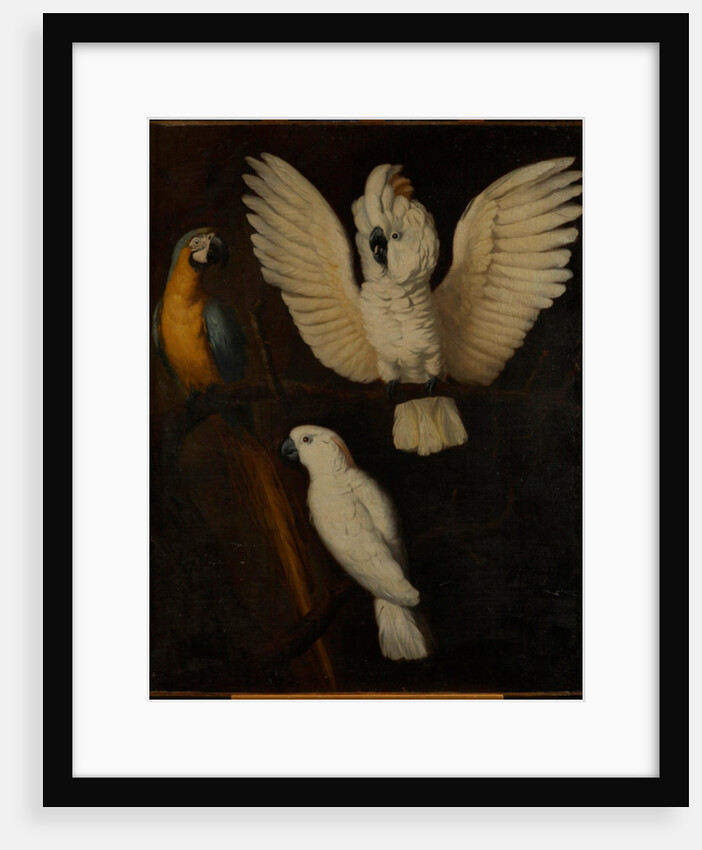 Parrots, c.1670 by Dutch School