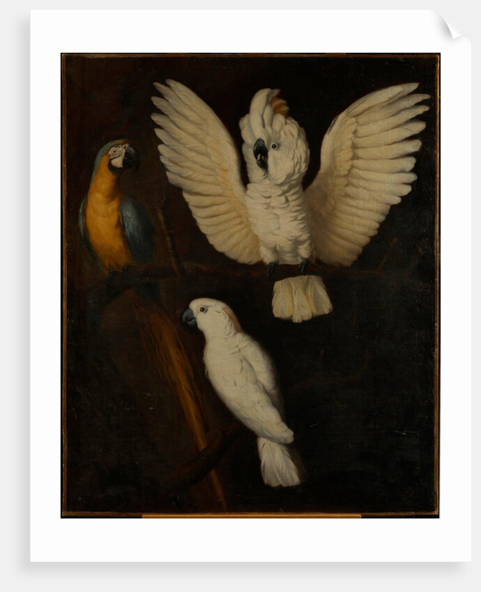Parrots, c.1670 by Dutch School