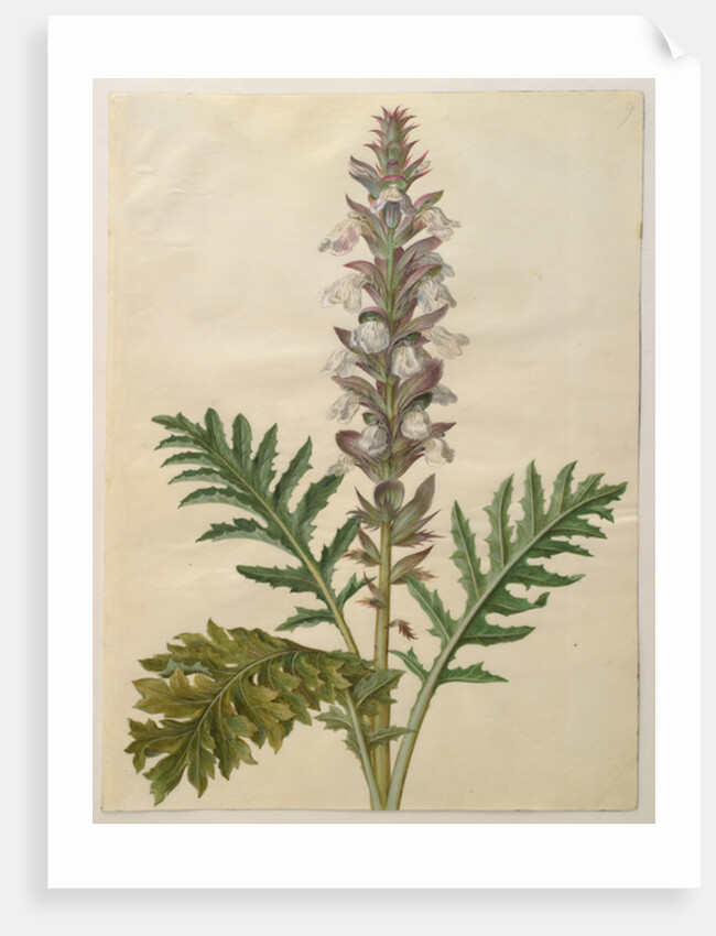 Acanthus mollis from the album Gottorfer Codex, c.1650 by Hans Simon Holtzbecher