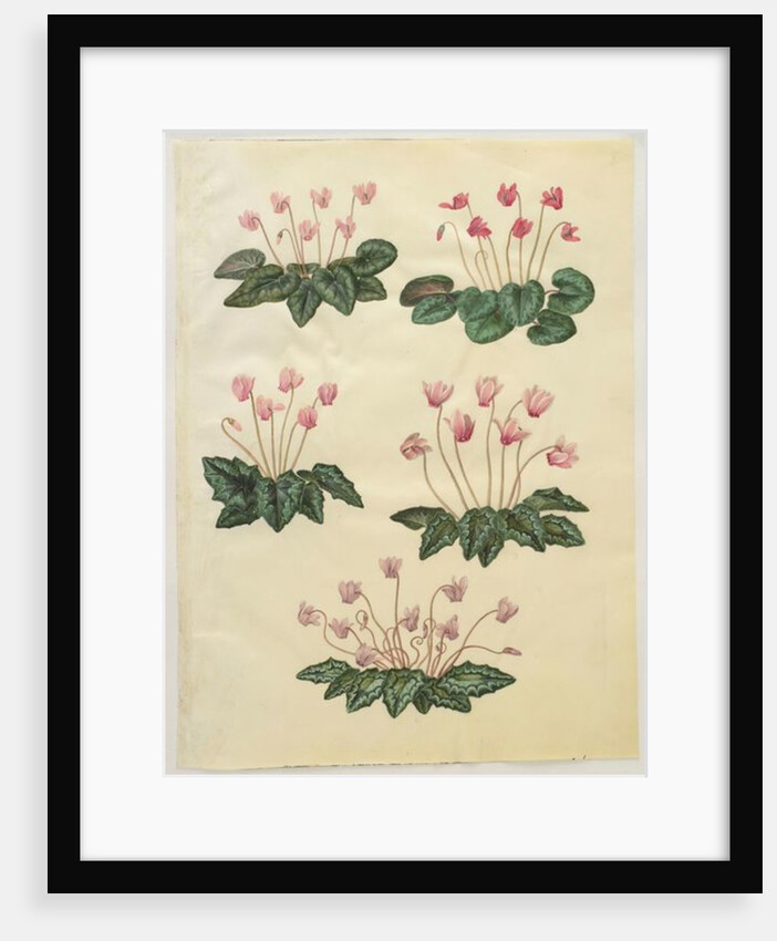 Cyclamen purprascens from the album Gottorfer Codex, c.1650 by Hans Simon Holtzbecher