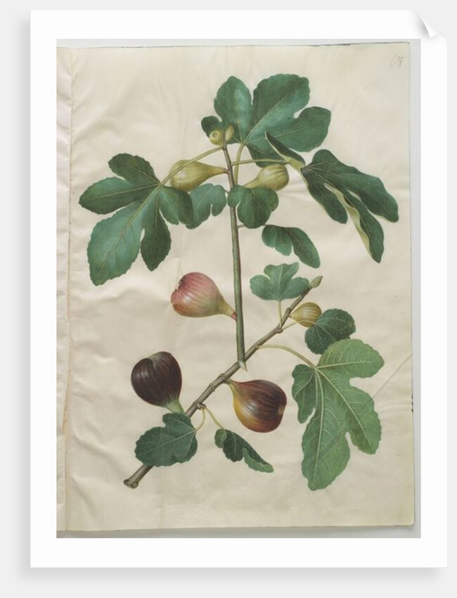 Ficus carica from the album Gottorfer Codex, c.1650 by Hans Simon Holtzbecher