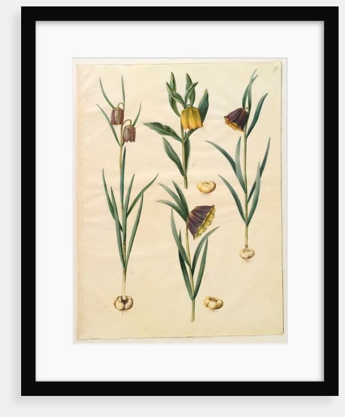 Fritilleria meleagris from the album Gottorfer Codex, c.1650 by Hans Simon Holtzbecher