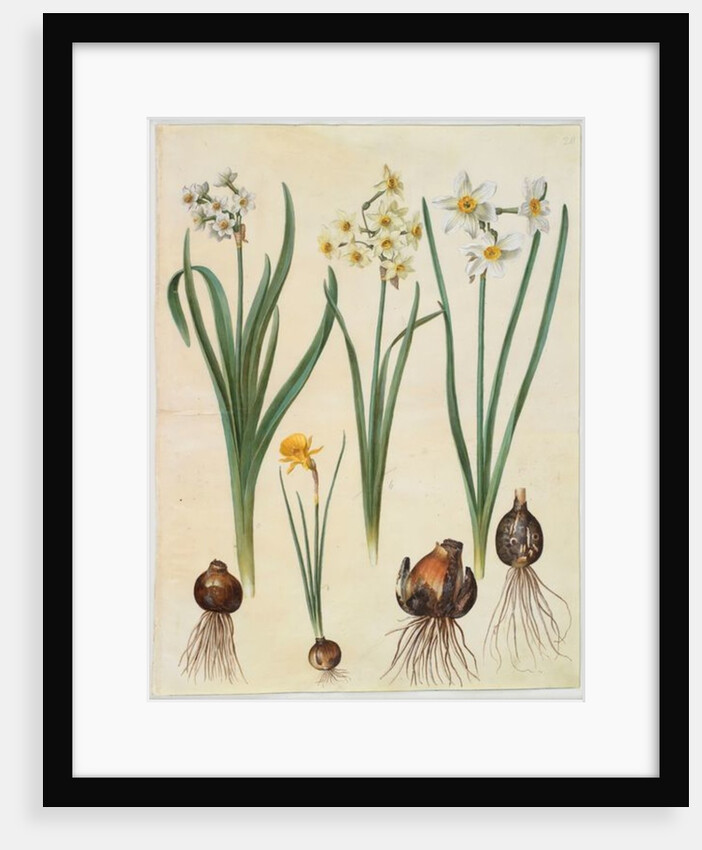 Narcissus tazetta, narcissus orientalis and corbularia bulbocodium from the album Gottorfer Codex, c.1650 by Hans Simon Holtzbecher