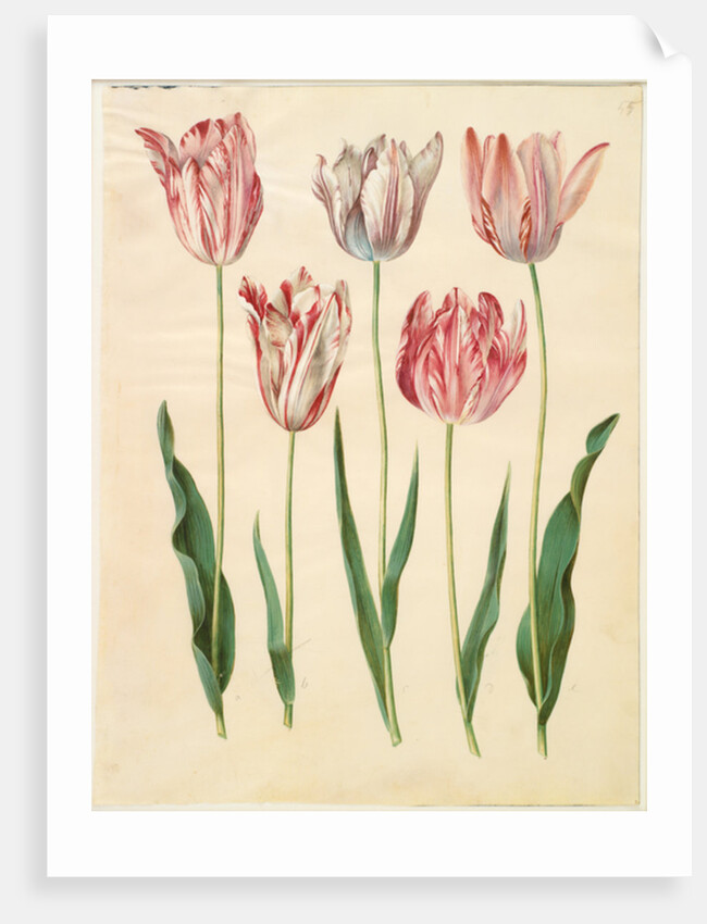 Tulipa gesneriana from the album Gottorfer Codex, c.1650 by Hans Simon Holtzbecher