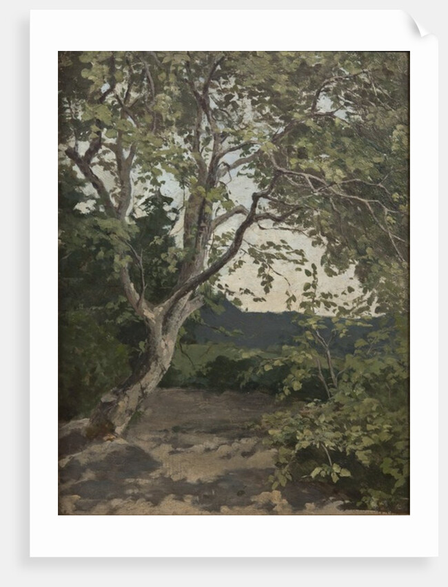 A Tree study by Anna Nordlander