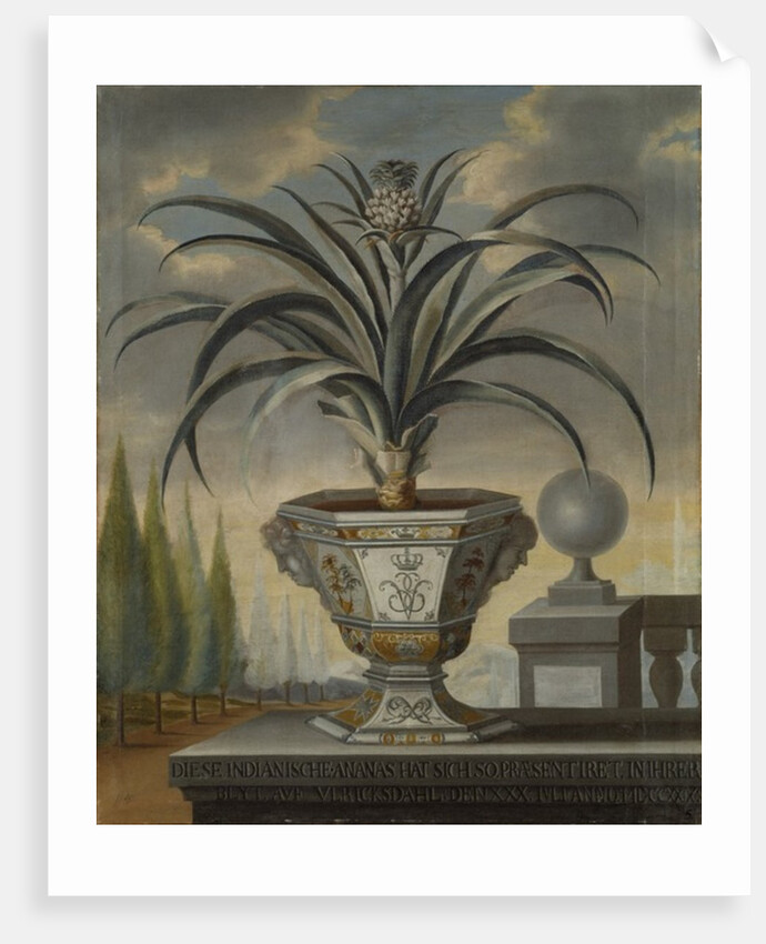 Pineapple plant, 1729 by David von Coln