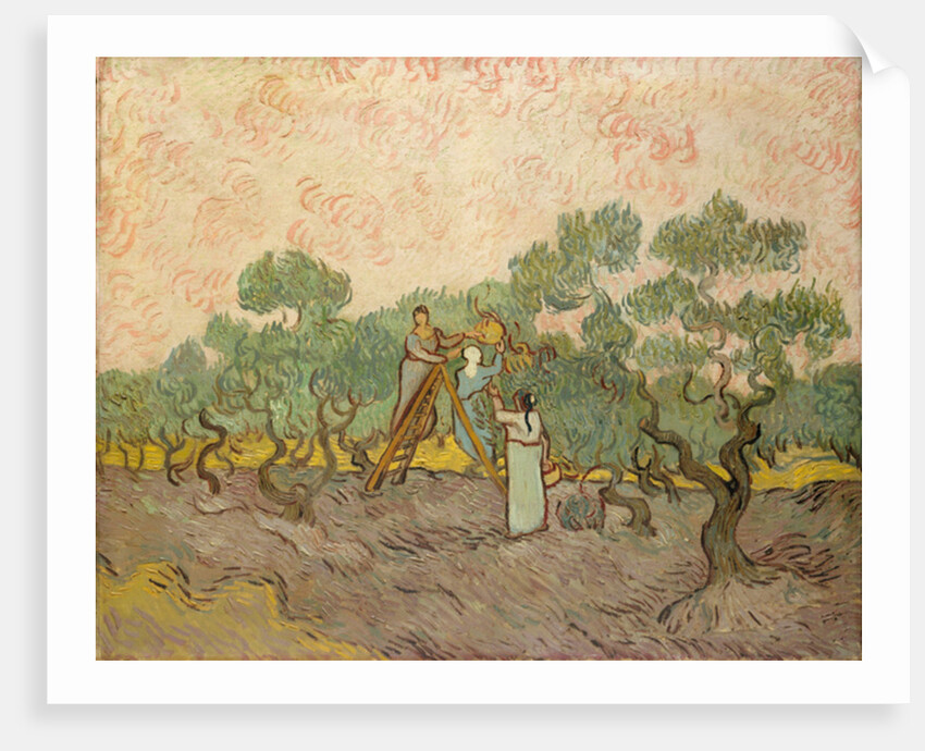 The Olive Pickers, Saint-Remy, 1889 by Vincent van Gogh