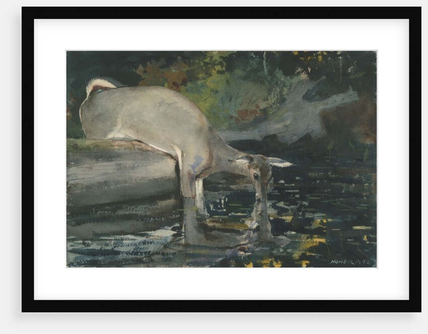 Deer Drinking, 1892 by Winslow Homer