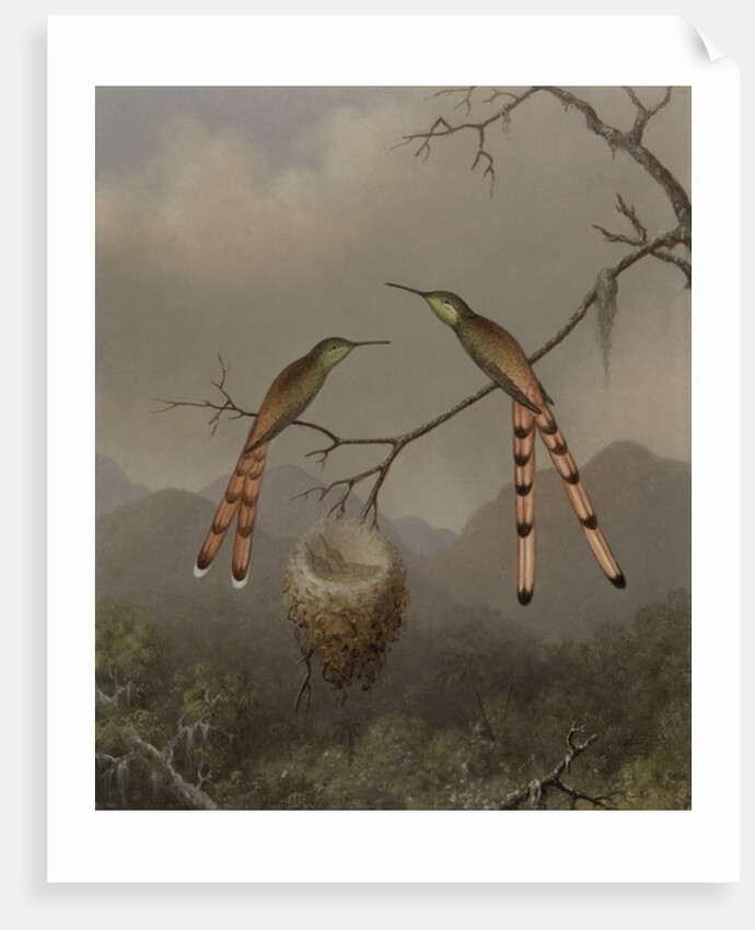 Two Hummingbirds with Their Young, c.1865 by Martin Johnson Heade