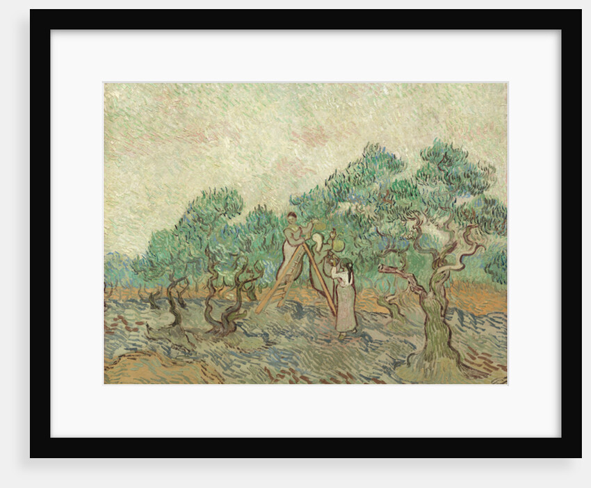 The Olive Orchard, 1889 by Vincent van Gogh