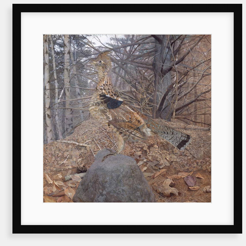 Male Ruffed Grouse in the Forest, 1907-08 by Gerald Thayer