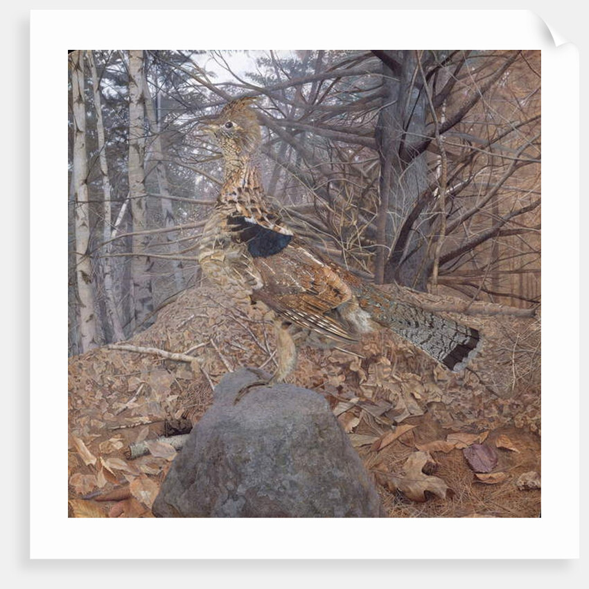 Male Ruffed Grouse in the Forest, 1907-08 by Gerald Thayer