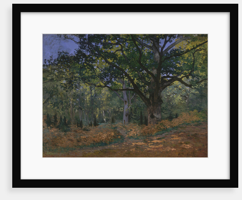 The Bodmer Oak, Fontainebleau Forest, 1865 by Claude Monet