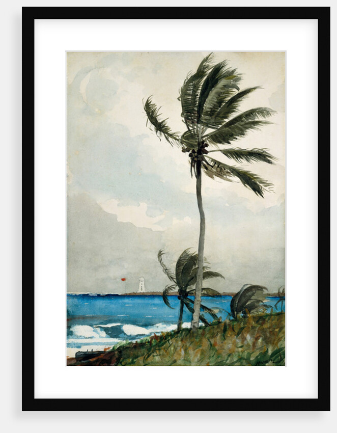 Palm Tree, Nassau, 1898 by Winslow Homer