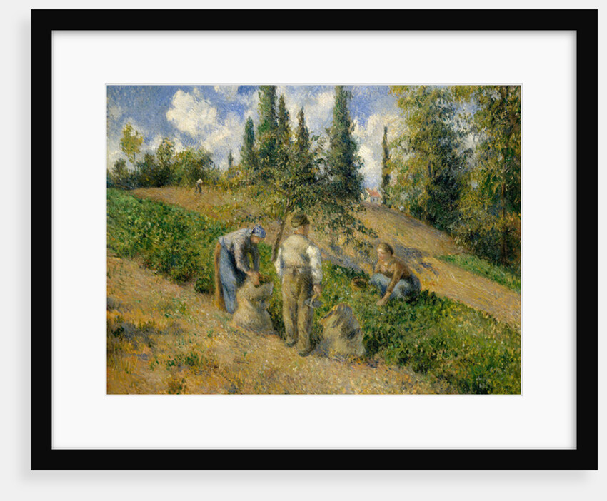 The Harvest, Pontoise, 1881 by Camille Pissarro