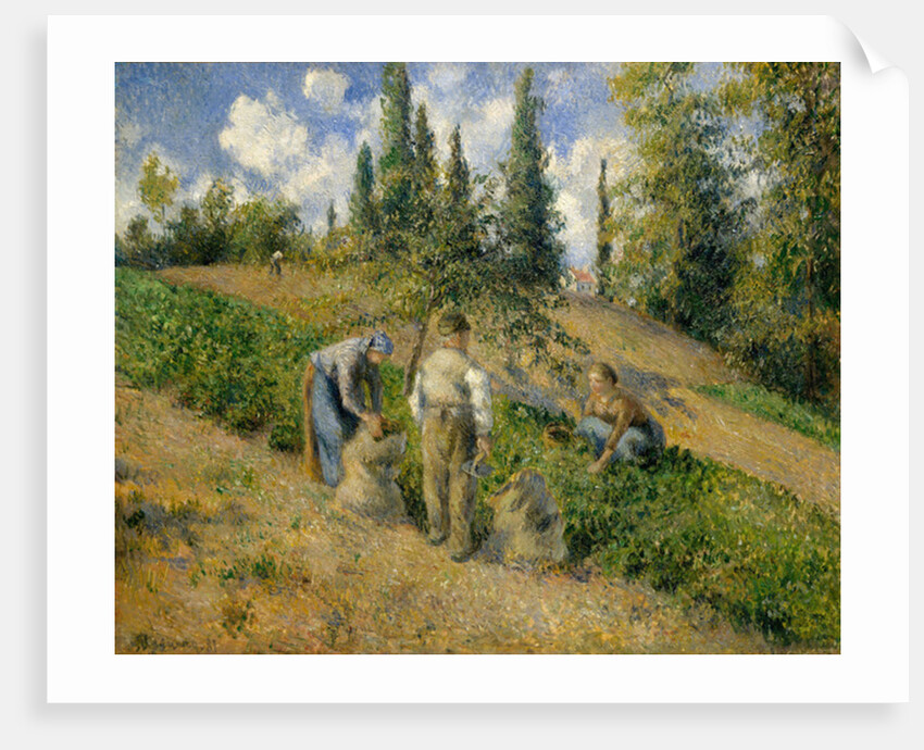 The Harvest, Pontoise, 1881 by Camille Pissarro