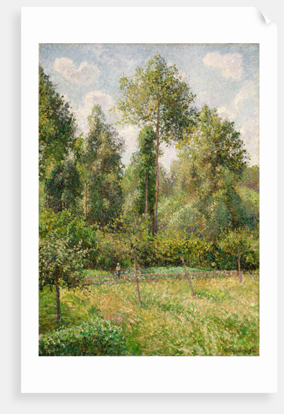 Poplars, Éragny, 1895 by Camille Pissarro