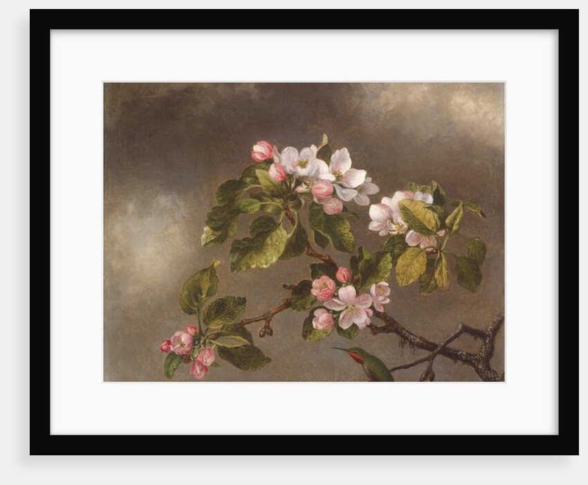 Hummingbird and Apple Blossoms, 1875 by Martin Johnson Heade