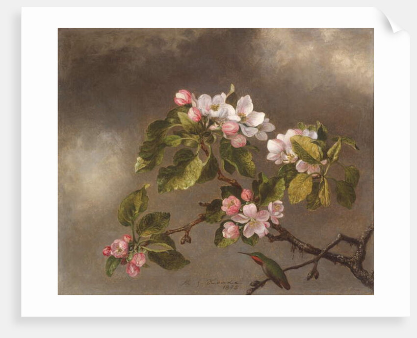 Hummingbird and Apple Blossoms, 1875 by Martin Johnson Heade