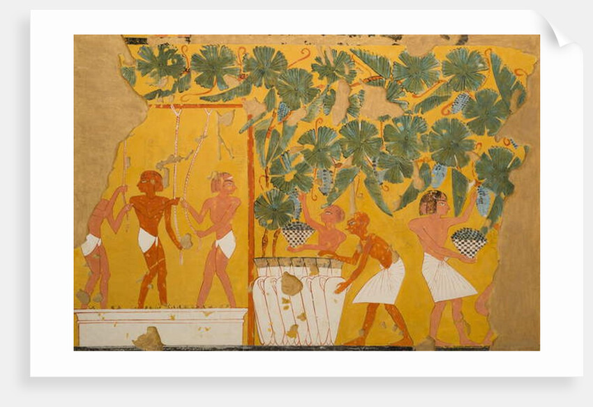 Winemaking, Tomb of Ipuy by Charles Wilkinson