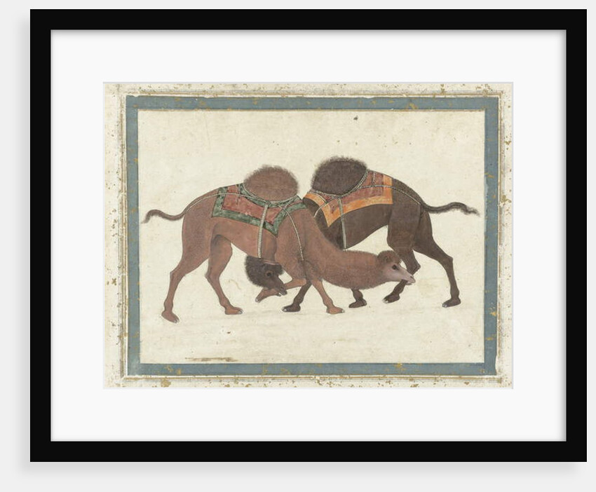 Fighting camels, c.1680-1700 by Indian School
