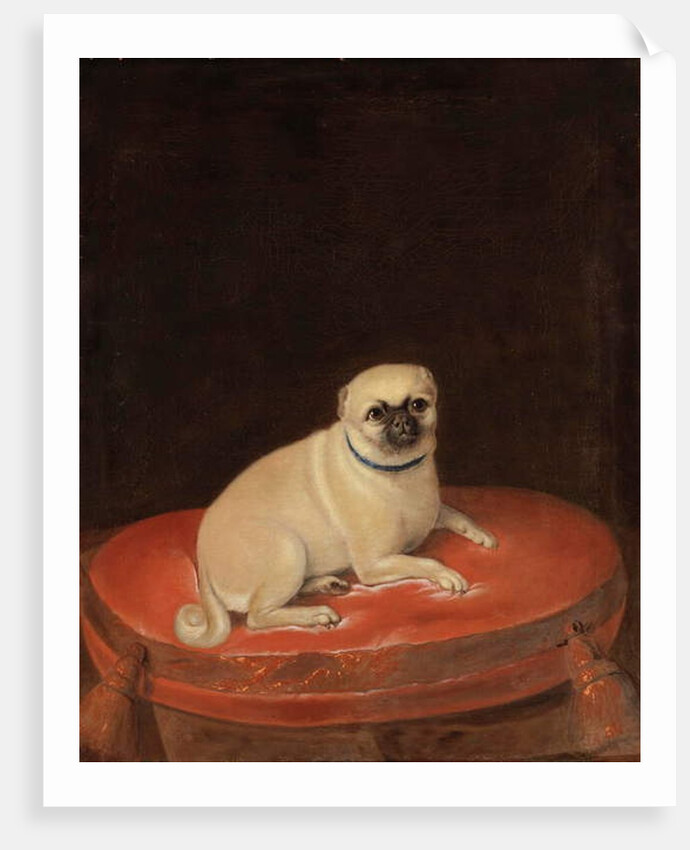 Pug by Anonymous Anonymous