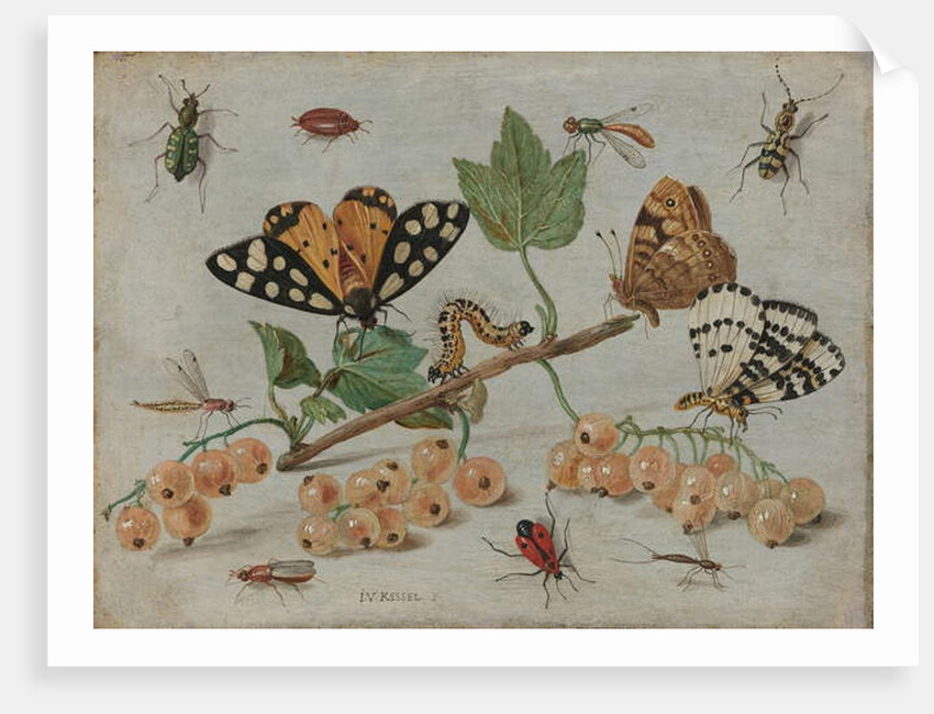 Insects and Fruit, c.1660-5 by Jan van the Elder Kessel