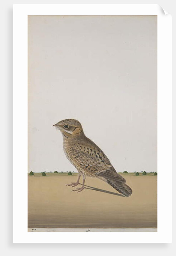 A Common Indian Nightjar, c.1780 by Indian School