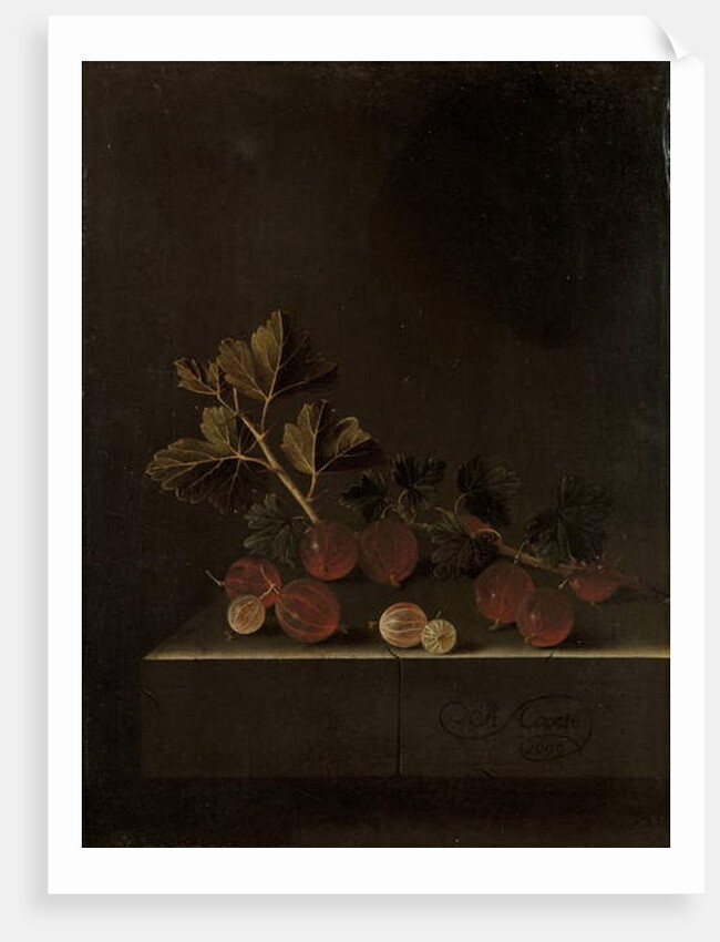 A Sprig of Gooseberries on a Stone Plinth, 1699 by Adrian Coorte