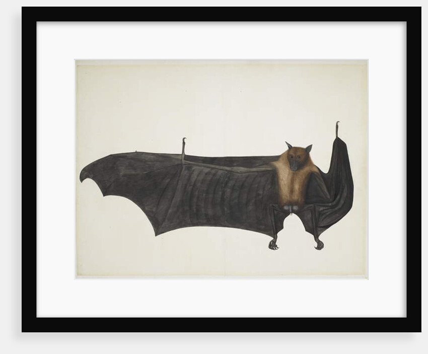 Great Indian Fruit Bat, c.1777-82 by Indian School
