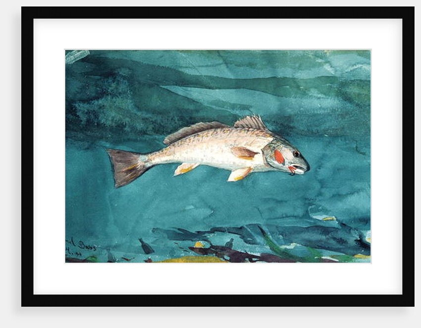 Channel Bass, 1904 by Winslow Homer