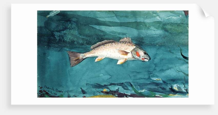 Channel Bass, 1904 by Winslow Homer