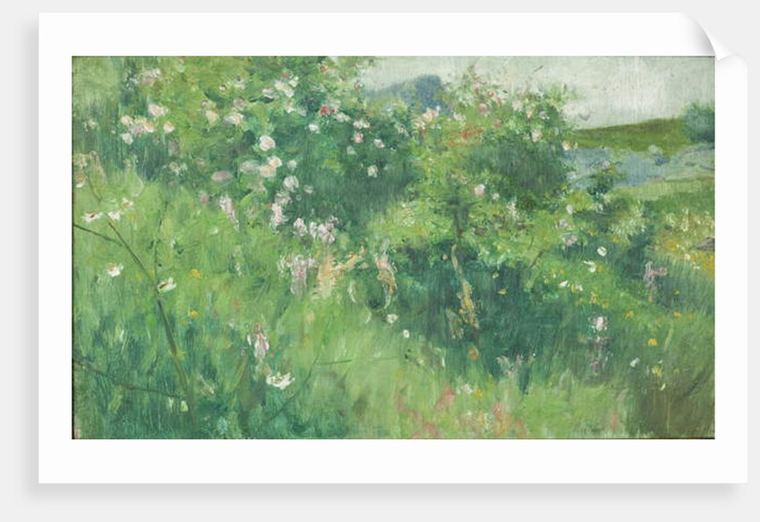 Briar-Rose Bushes Flowering on the Isle of Tjörn by Karl Fredrick Nordstrom