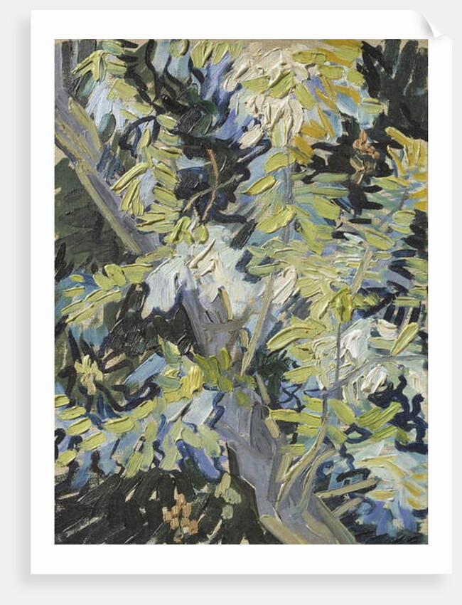 Acacia in Flower, c.1889 by Vincent van Gogh