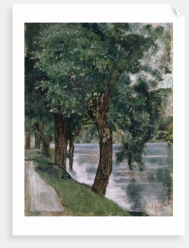 Willow Trees at the Rhone, c.1885 by Ferdinand Hodler