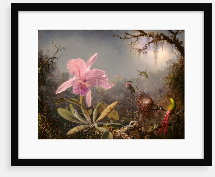 Cattleya Orchid and Three Hummingbirds, 1871 by Martin Johnson Heade