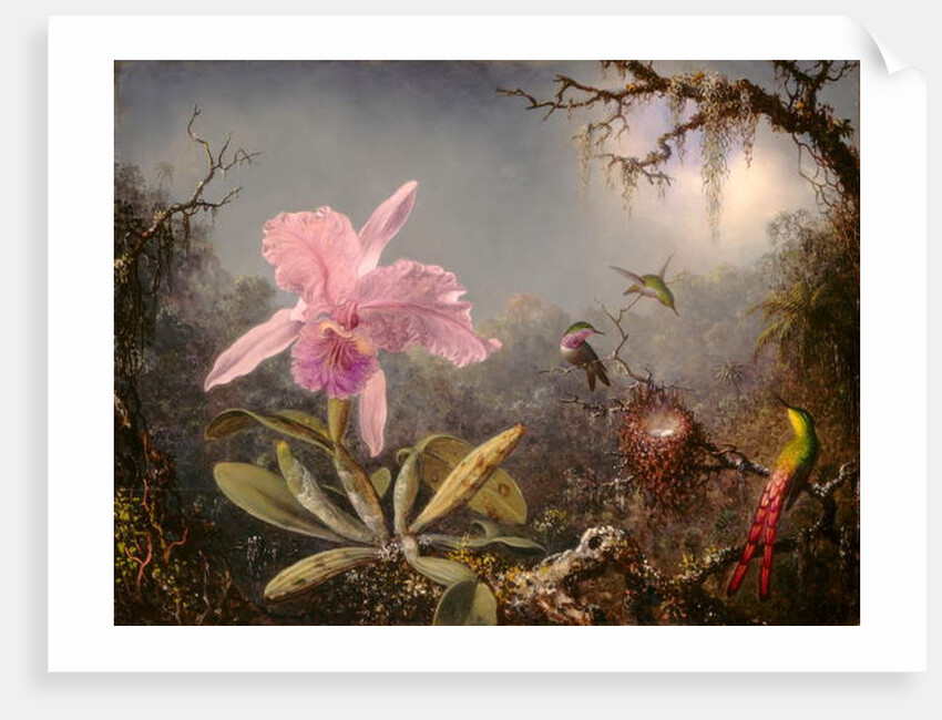 Cattleya Orchid and Three Hummingbirds, 1871 by Martin Johnson Heade