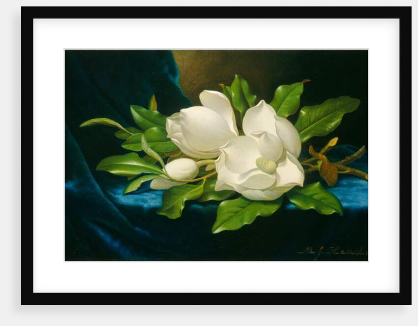 Giant Magnolias on a Blue Velvet Cloth, c.1890 by Martin Johnson Heade