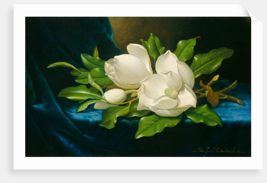 Giant Magnolias on a Blue Velvet Cloth, c.1890 by Martin Johnson Heade