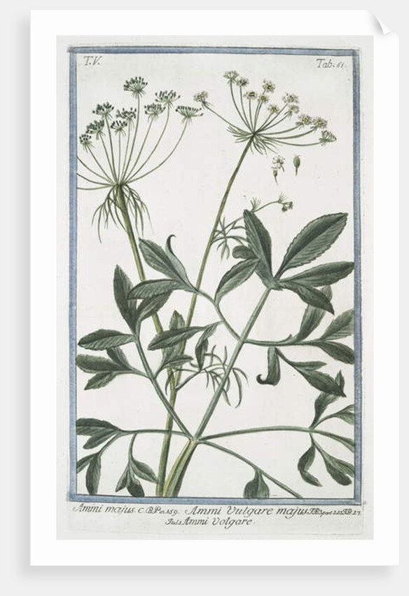 Ammi majus by Giorgio Bonelli