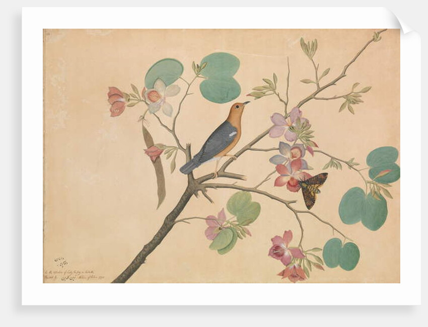 An Orange-Headed Ground Thrush and a Death's-Head Moth on a Purple Ebony Orchid Branch, 1778 by Shaikh Zain ud-Din